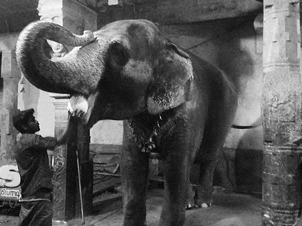 man feeding an elephant